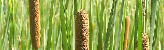 Typha - Rohrkolben als Baumaterial